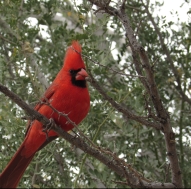 A northern cardinal at Boyce Thompson Arboretum, AZ