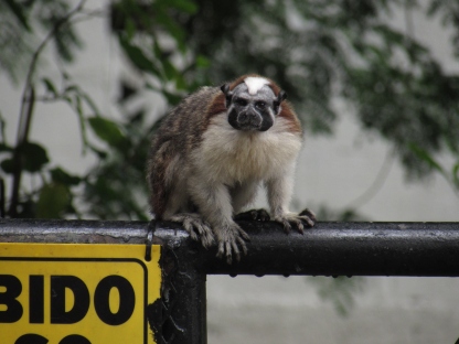 A Geoffry's tamarin in central Panama