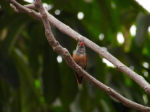 Amazilia Hummingbird, by me